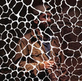the album cover for Samiyam - Animals Have Feelings