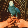 the album cover for Andrew Bird - Are You Serious