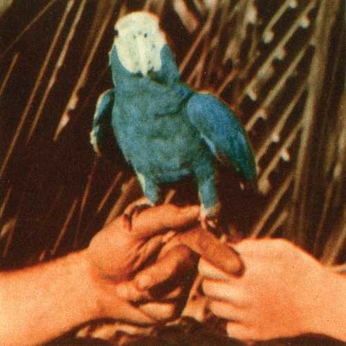 the album cover for Andrew Bird - Are You Serious