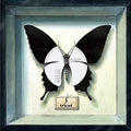 the album cover for Tricot - 3 [LP]