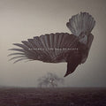 the album cover for Katatonia - The Fall of Hearts [CD+DVD]