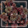 the album cover for Colours - Ivory [Vinyl]
