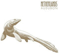 the album cover for Netherlands - Audubon [Vinyl]