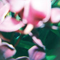 the album cover for Trade Wind - You Make Everything Disappear