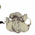 the album cover for Coil - Ape Of Naples