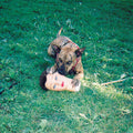 the album cover for Joyce Manor - Cody