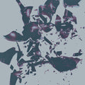 the album cover for Chasms - On The Legs Of Love Purified