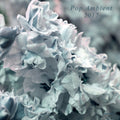 the album cover for Pop Ambient 2017 / Various - Pop Ambient 2017 / Various