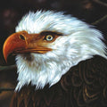 the album cover for Mogwai - Hawk Is Howling