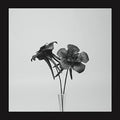 the album cover for Jlin - Dark Lotus [Vinyl Single]