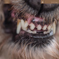 the album cover for Blanck Mass - World Eater [Vinyl]