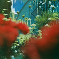 the album cover for Pulled Apart By Horses - Haze (Colored Vinyl) [Colored Vinyl] (Hk)