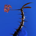 the album cover for Flume - Skin Companion EP II