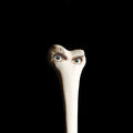 the album cover for Juana Molina - Halo [LP]