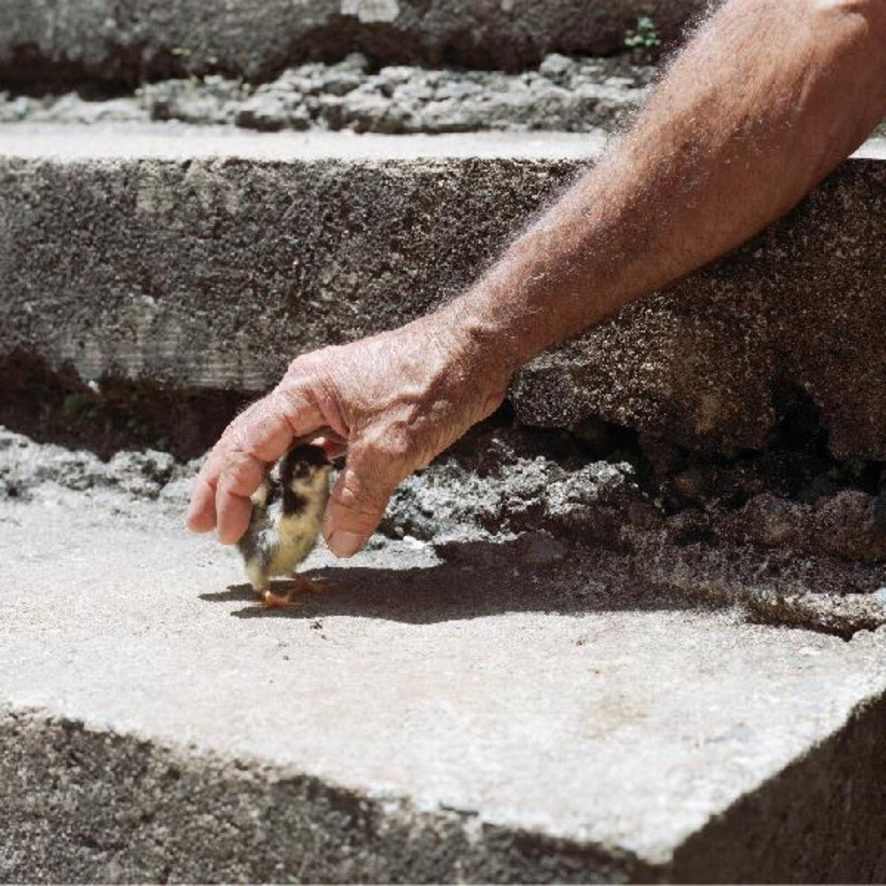 the album cover for Big Thief - Mythological Beauty