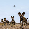 the album cover for Balthazar - Fever [LP]