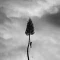the album cover for Manchester Orchestra - A Black Mile To The Surface [2LP]