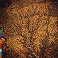 the album cover for Passion - Sources / Various - Passion - Sources