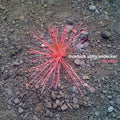 the album cover for Moebius / Story / Leidecker - Familiar