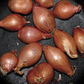 the album cover for Ty Segall - Fried Shallots [Vinyll Single]