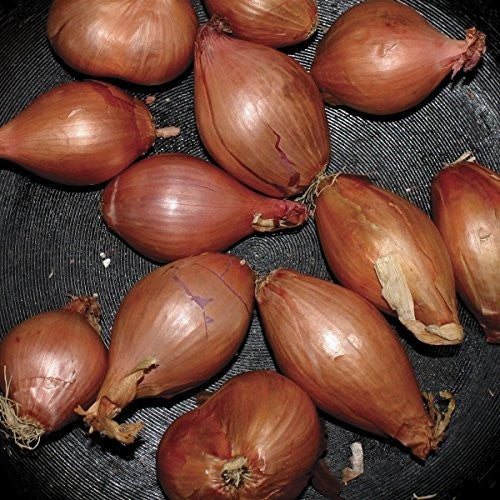the album cover for Ty Segall - Fried Shallots [Vinyll Single]