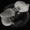 the album cover for Mike Patton - Corpse Flower
