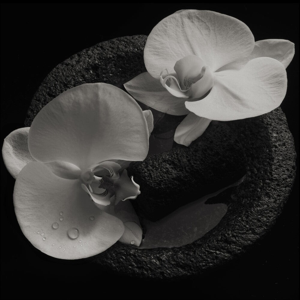 the album cover for Mike Patton - Corpse Flower