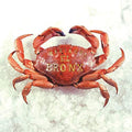 the album cover for Mariachi El Bronx - Mariachi El Bronx I: 10 Year Anniversary Edition [Transparent Smoke LP]