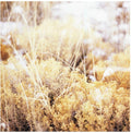 the album cover for Mamiffer - Brilliant Tabernacle