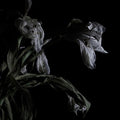 the album cover for Cavernlight - As We Cup Our Hands & Drink From The Stream Of Our