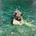the album cover for Joyce Manor - Cody