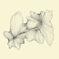 the album cover for Eyvind Kang - Plainlight