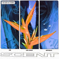 the album cover for Scent - Kim