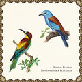 the album cover for Dominik Eulberg - Bienenfresser & Blauracke