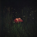 the album cover for Forever - Close To The Flame [Colored Vinyl] [Download Included]