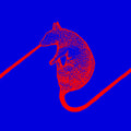 the album cover for Dwarfs Of East Agouza - Rats Don't Eat Synthesizers