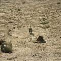 the album cover for Ben Howard - Noonday Dream