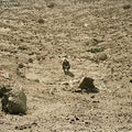 the album cover for Ben Howard - Noonday Dream [Import LP]