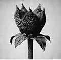 the album cover for Masayoshi Fujita - Book Of Life [LP]