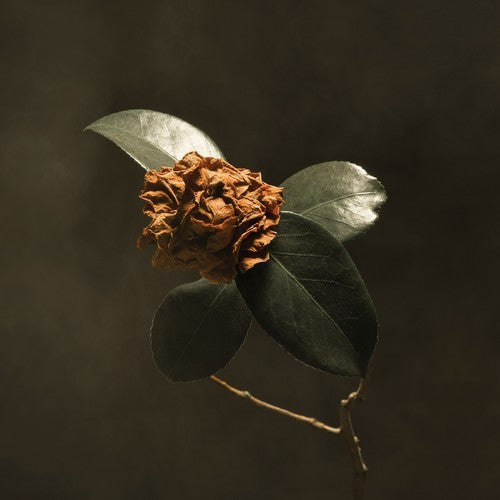 the album cover for St. Paul & The Broken Bones - Young Sick Camellia [LP]