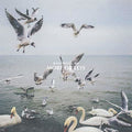 the album cover for Dan Mangan - More Or Less