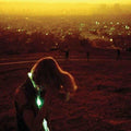 the album cover for Neon Indian - Era Extrana (Pict) [Download Included]