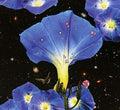 the album cover for Sarah Louise - Nighttime Birds And Morning Stars