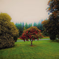 the album cover for Bats - Foothills