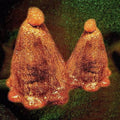 the album cover for Black To Comm - Oocyte Oil & Stolen Androgens