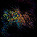 the album cover for Vaura - Sables