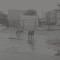 the album cover for Nivhek - After Its Own Death / Walking In A Spiral Towards The House