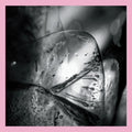the album cover for Loscil - Clara