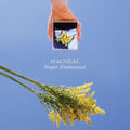 the album cover for Macseal - Super Enthusiast [Colored Vinyl]