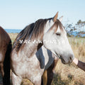 the album cover for Salvia Palth - Melanchole